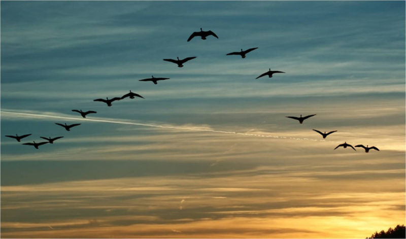 Cómo afectan las condiciones meteorológicas al comportamiento de las aves